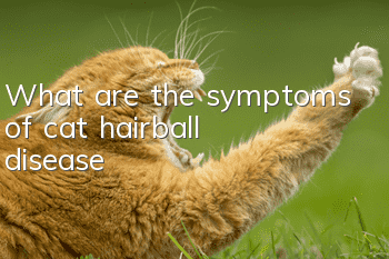 What are the symptoms of cat hairball disease?