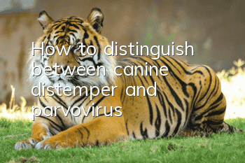 How to distinguish between canine distemper and parvovirus