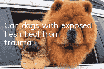 Can dogs with exposed flesh heal from trauma?