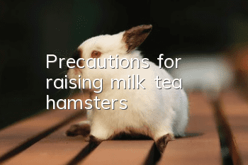 Precautions for raising milk tea hamsters