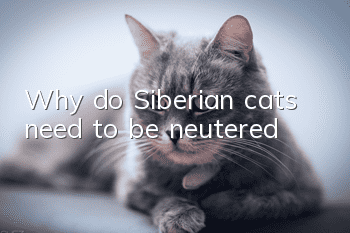 Why do Siberian cats need to be neutered?