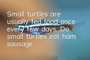 Small turtles are usually fed food once every few days. Do small turtles eat ham sausage?