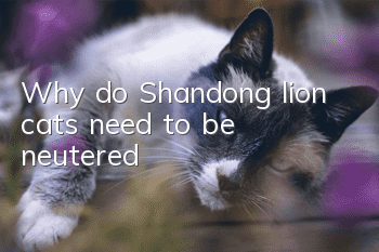 Why do Shandong lion cats need to be neutered?