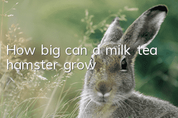 How big can a milk tea hamster grow?