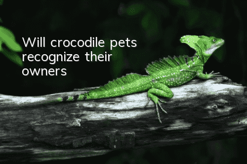 Will crocodile pets recognize their owners?