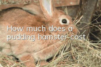 How much does a pudding hamster cost?