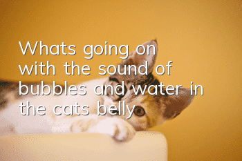 What's going on with the sound of bubbles and water in the cat's belly?