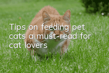 Tips on feeding pet cats, a must-read for cat lovers!