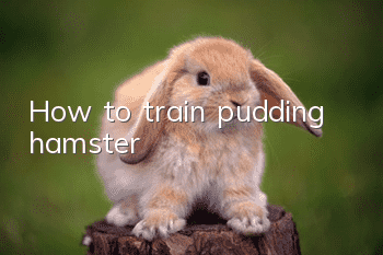 How to train pudding hamster