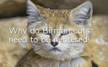 Why do Birman cats need to be neutered?