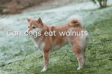 Can dogs eat walnuts?