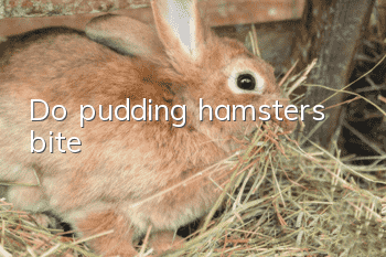 Do pudding hamsters bite?