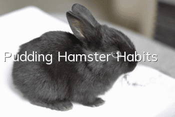 Pudding Hamster Habits