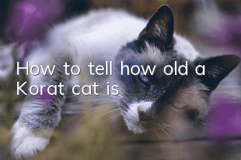 How to tell how old a Korat cat is