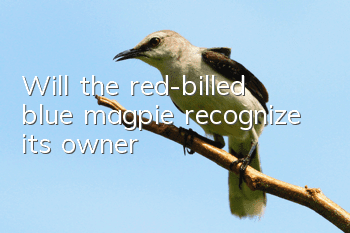 Will the red-billed blue magpie recognize its owner?