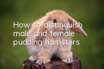 How to distinguish male and female pudding hamsters