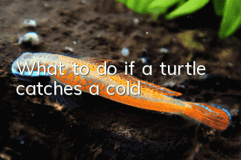 What to do if a turtle catches a cold