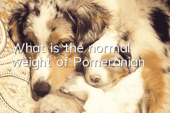 What is the normal weight of Pomeranian?