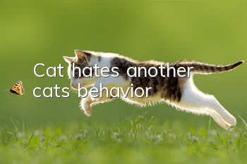 Cat hates another cat's behavior