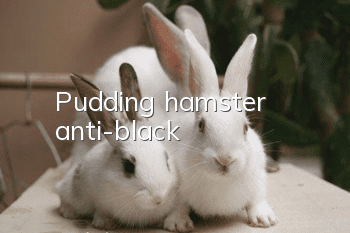 Pudding hamster anti-black