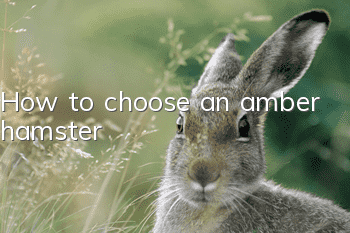 How to choose an amber hamster