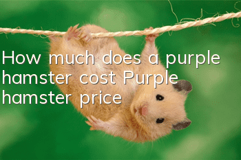 How much does a purple hamster cost? Purple hamster price