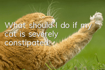 What should I do if my cat is severely constipated?