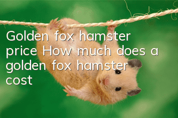 Golden fox hamster price How much does a golden fox hamster cost?