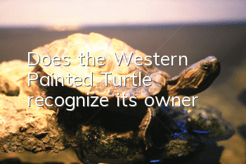 Does the Western Painted Turtle recognize its owner?