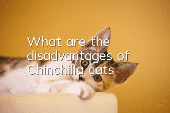 What are the disadvantages of Chinchilla cats?