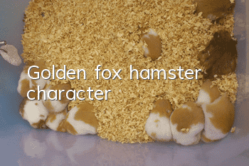 Golden fox hamster character