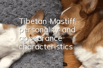 Tibetan Mastiff personality and appearance characteristics