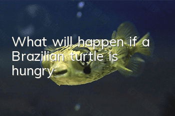 What will happen if a Brazilian turtle is hungry?