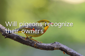 Will pigeons recognize their owners?