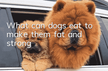 What can dogs eat to make them fat and strong?