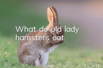 What do old lady hamsters eat?