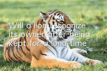 Will a lion recognize its owner after being kept for a long time?