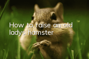 How to raise an old lady's hamster