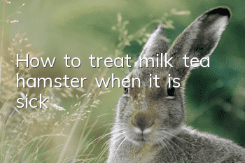 How to treat milk tea hamster when it is sick