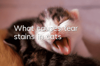 What causes tear stains in cats