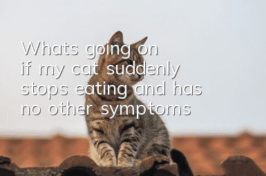 What's going on if my cat suddenly stops eating and has no other symptoms?