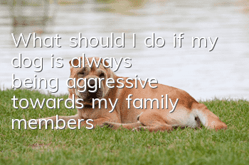 What should I do if my dog ​​is always being aggressive towards my family members?