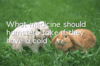 What medicine should hamsters take if they have a cold?