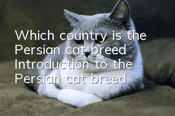 Which country is the Persian cat breed? Introduction to the Persian cat breed!