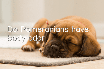 Do Pomeranians have body odor?