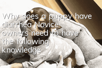 Why does a puppy have diarrhea? Novice owners need to have the following knowledge