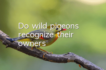 Do wild pigeons recognize their owners?