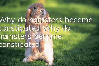 Why do hamsters become constipated? Why do hamsters become constipated?