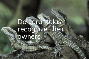 Do tarantulas recognize their owners?