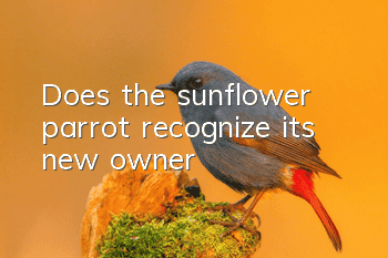 Does the sunflower parrot recognize its new owner?